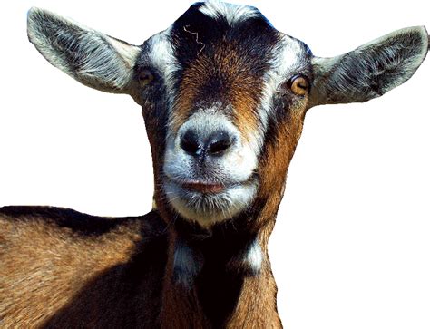 choosing  goat