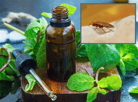 Peppermint Oil Bed Bug Spray Recipe Pest Phobia