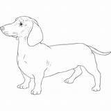 Dachshund Dog Drawing Breeds Breed Weiner Dogbreedslist Drawings List Long Pembroke Welsh Corgi Miniature sketch template