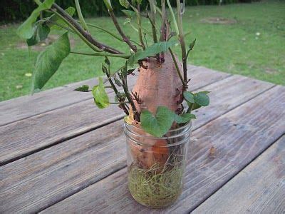 grow sweet potato shoots   store bought potato  images