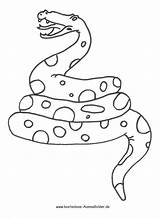 Schlange Schlangen Malvorlage Tiere Malvorlagen Verwandt Kaa Kinderbilder Dschungelbuch Klapperschlange Kostenlose sketch template