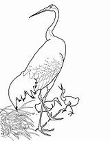 Crowned Grulla Japonesa Roja Koson Ohara Cranes Cabeza Animals Outline Supercoloring sketch template