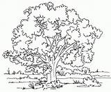 Pecan Tree Drawing Coloring Pages Getdrawings sketch template