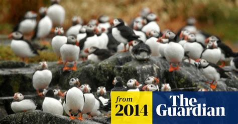 scotland s threatened puffins have successful breeding season birds