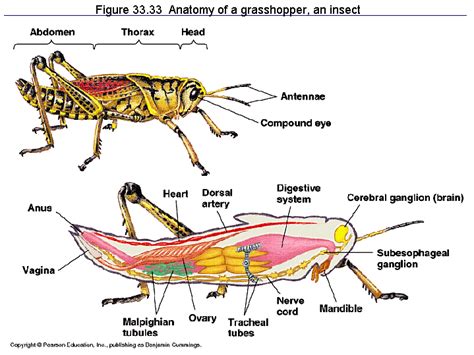 figure  anatomy   grasshopper  insect