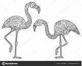 Flamingos Adult Zentangle Volwassenen Twee Stockillustratie sketch template