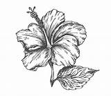 Hibiscus Rican sketch template