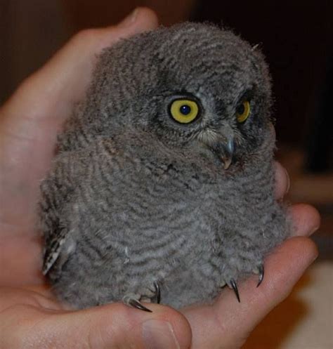 orphaned baby screech owl wwwgowildlifeorg owl screech owl bird