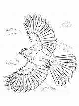 Chickadee Coloring Pages Birds sketch template