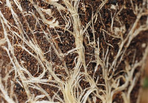 plant scientists discover   simpler method  measure root mass
