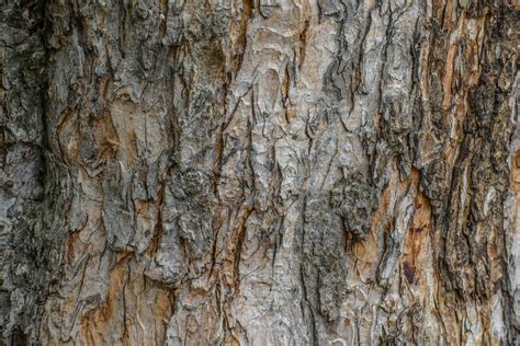 photo tree bark bark flora grain   jooinn