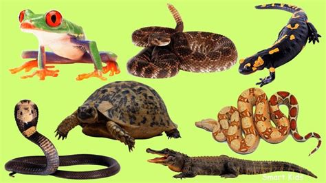 reptiles information  english tipos de reptiles