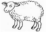 Sheep Coloring Outline Printable Popular sketch template