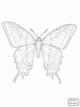 Butterfly Blue Drawing Morpho Karner Coloring Pages Paintingvalley Getdrawings sketch template
