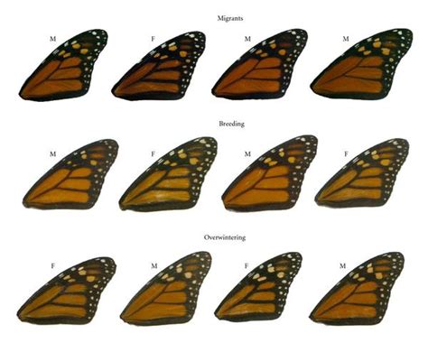 Wing Color Of Monarch Butterflies Danaus Plexippus In Eastern North