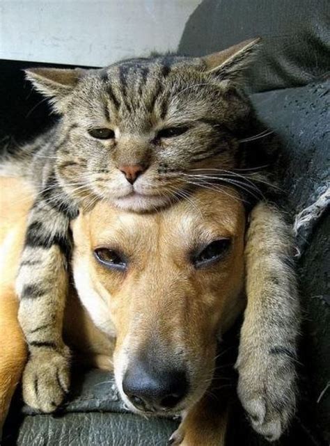 cat  dogs head funnycom