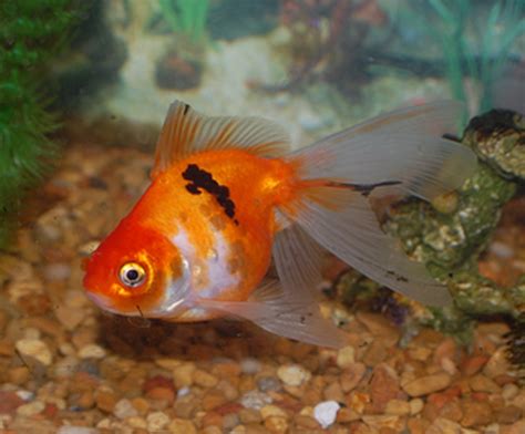 goldfish varieties         types