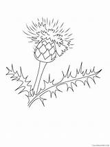 Thistle Coloring4free sketch template