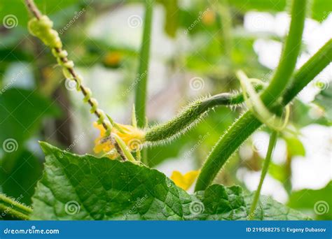 Small Cucumber With Thorns In Greenhouse Close Up Stock Image Image