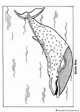 Blauwal Baleia Ausmalen Whale Baleias Pages Hellokids Ausmalbilder Drucken Humpback sketch template