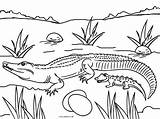 Coloring Alligator Pages Baby Crocodile Picnic Cool2bkids Color Table Printable Kids Print Getdrawings Getcolorings Template sketch template
