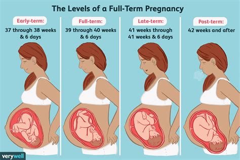 pregnancy full term