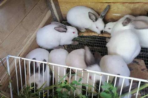 rabbits      babies bunnycare