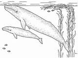 Whales Monterey Designlooter Montereybayaquarium sketch template