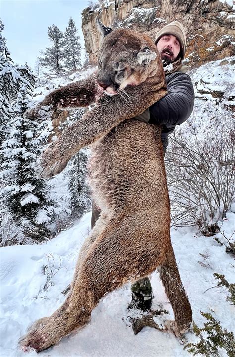 derek wolfe  broncos player kills huge mountain lion  colorado
