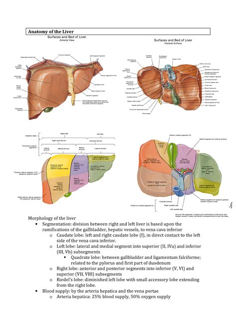 liver anatomy lobes