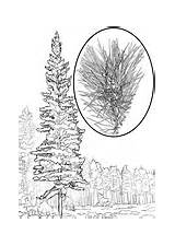 Pine Coloring Pinus Monticola Western Pinon sketch template