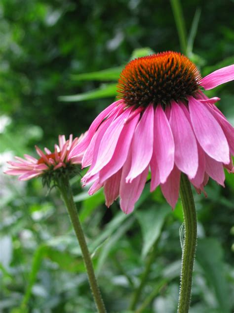 echinacea for an immune system boost natural and healthy living