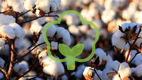 organic cotton china eco fiber limited