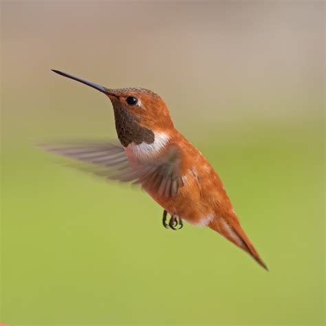 rufous hummingbird showing  colors