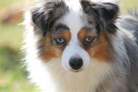 marlowin aussies toy aussie puppies mini aussie puppies