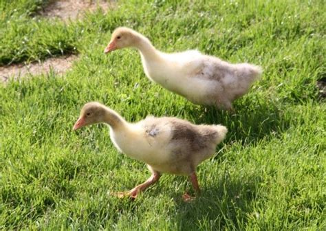 tips for sexing goslings country smallholding poultry