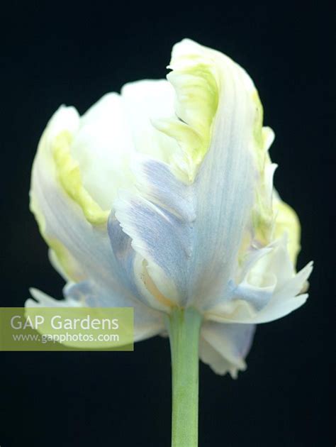 tulipa white lizard stock photo  sabina ruber image