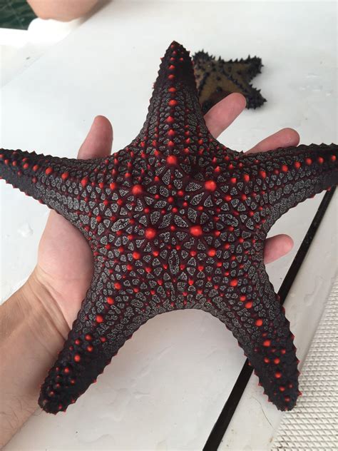 starfish     specific   color