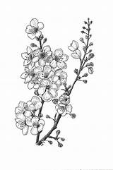 Christy Beckwith Blossems Cerezo Blossoms Getdrawings Bordado Malvorlagen Besuchen sketch template
