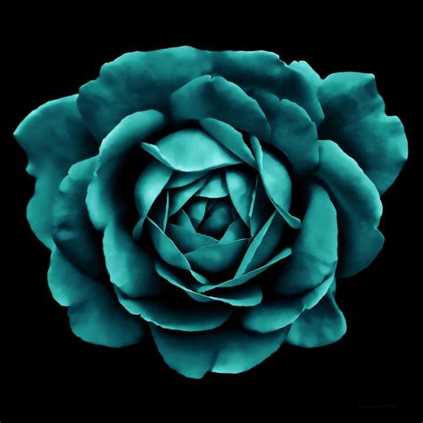 teal roses framed prints teal roses framed art  teal roses