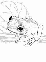 Coqui Frog Frogs Supercoloring sketch template