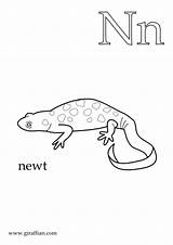 Newt Coloring Preschool Pages Printable Color Letters Animal Pdf Version Homeschool Alphabet sketch template