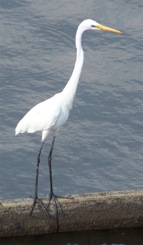 white bird  long legs jayamotif