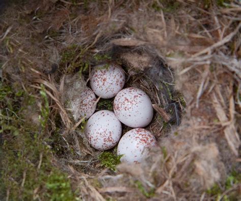 black capped chickadee nest  eggs avian report