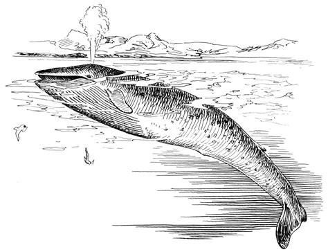gray whale coloring pages