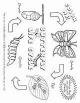 Coloring Caterpillar Monarch Cycles Bubakids Tsgos sketch template