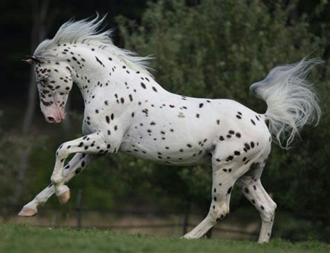 epingle par risky sur horses  spirit animal chevaux appaloosa