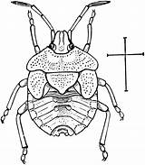 Stink Bug Clipart Nymph Etc Large sketch template