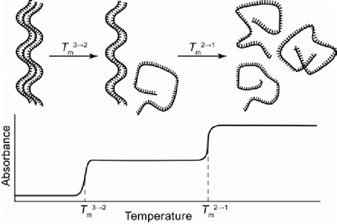 schematic representation   thermal denaturation experiment   scientific