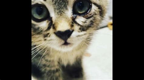 Sticky The Kitty Kitten Glued To Salem Road Rescued By Driver